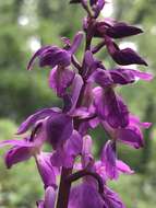 Image of Orchis × loreziana subsp. kisslingii