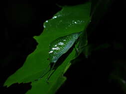 Image of Chloracantha angularis Rentz, D. C. F., Y. Su & Ueshima 2015