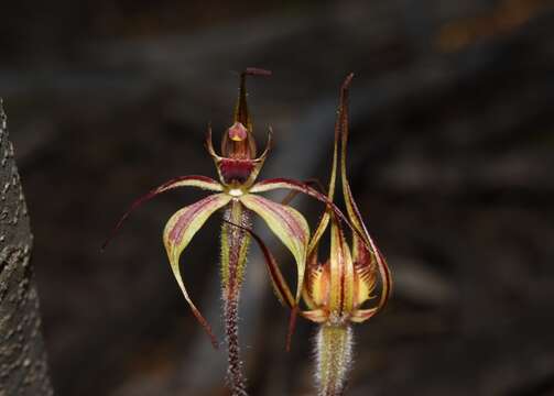 Image of Judy's spider orchid