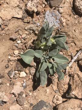 Image of desert moonpod