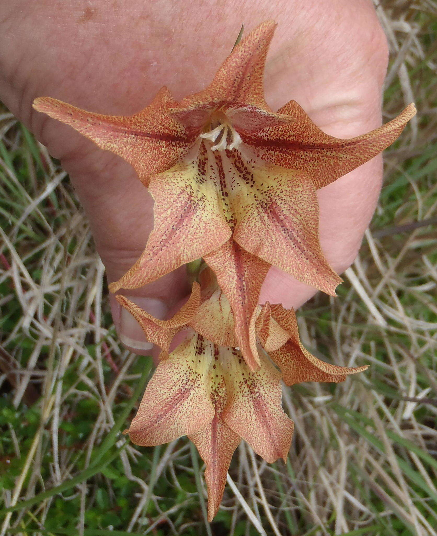 Gladiolus liliaceus Houtt. resmi