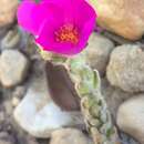 Image of Portulaca giuliettiae T. Vieira & A. A. Coelho