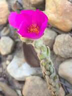 Image of Portulaca giuliettiae T. Vieira & A. A. Coelho