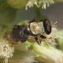 Image of Lepidomyia micheneri (Fluke 1953)