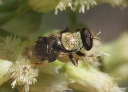 Image of Lepidomyia micheneri (Fluke 1953)