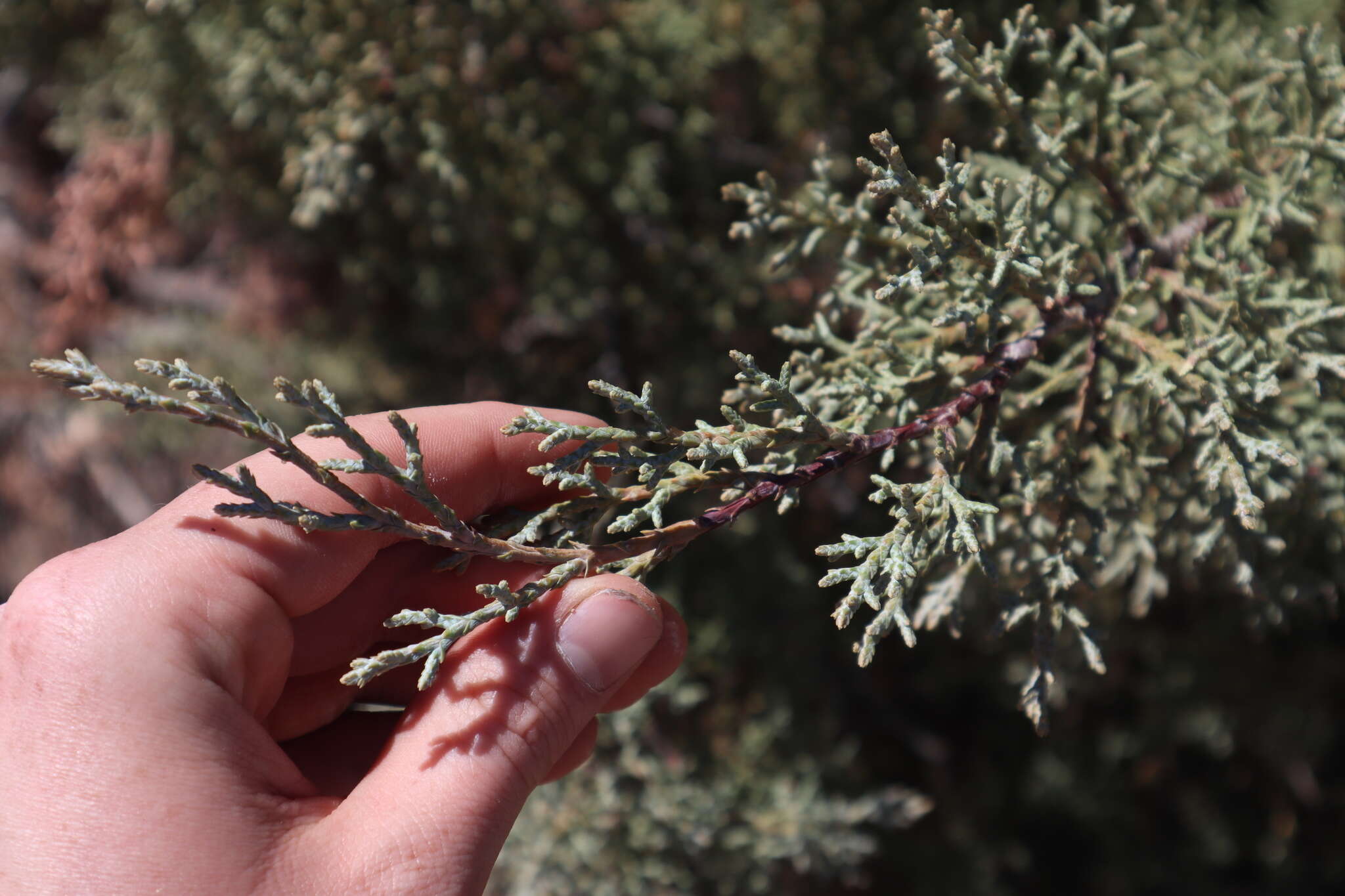 Sivun Cupressus arizonica var. glabra (Sudw.) Little kuva