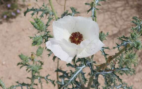 Image of red pricklypoppy