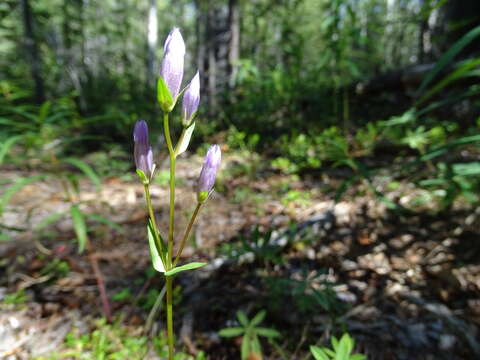 Image of fourpart dwarf gentian