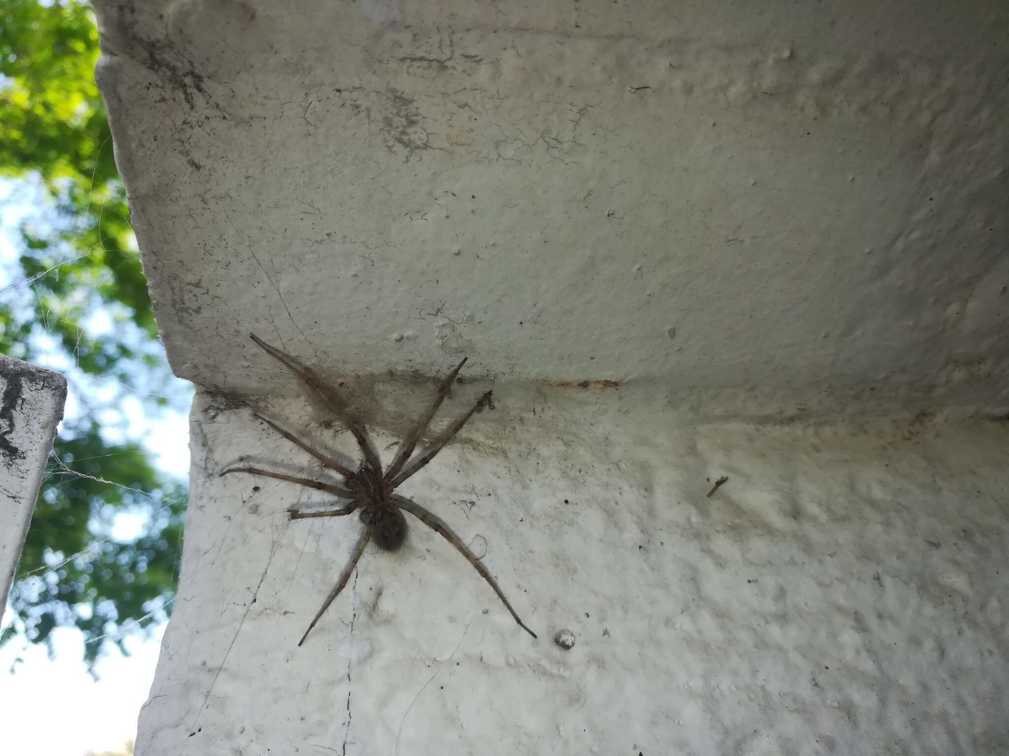 Image of cardinal spider