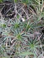 Image of Plantago subulata subsp. subulata