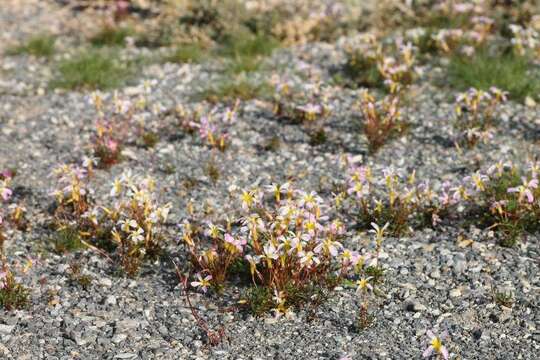 Imagem de Oxalis leptogramma Salter