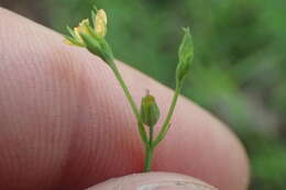 صورة Hypericum gymnanthum Engelm. & A. Gray