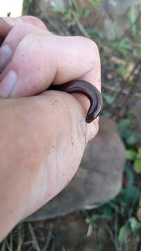 Image of Mozambique Dwarf Burrowing Skink