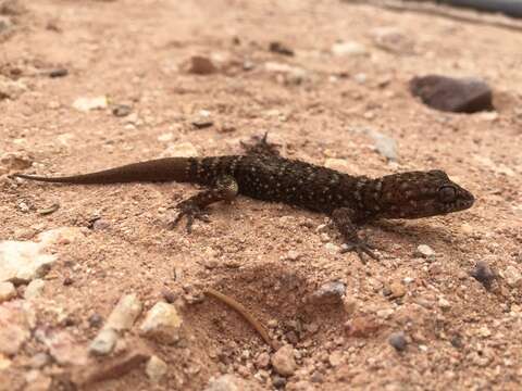 Image of Bynoe's gecko