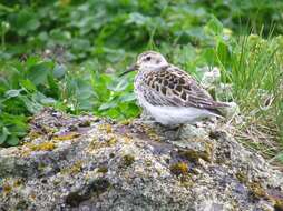 Image de Calidris ptilocnemis ptilocnemis (Coues 1873)