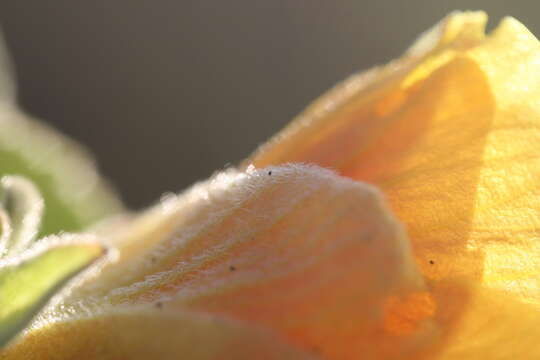 Imagem de Hibiscus austrinus Juswara & Craven