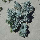 Image of surf thistle