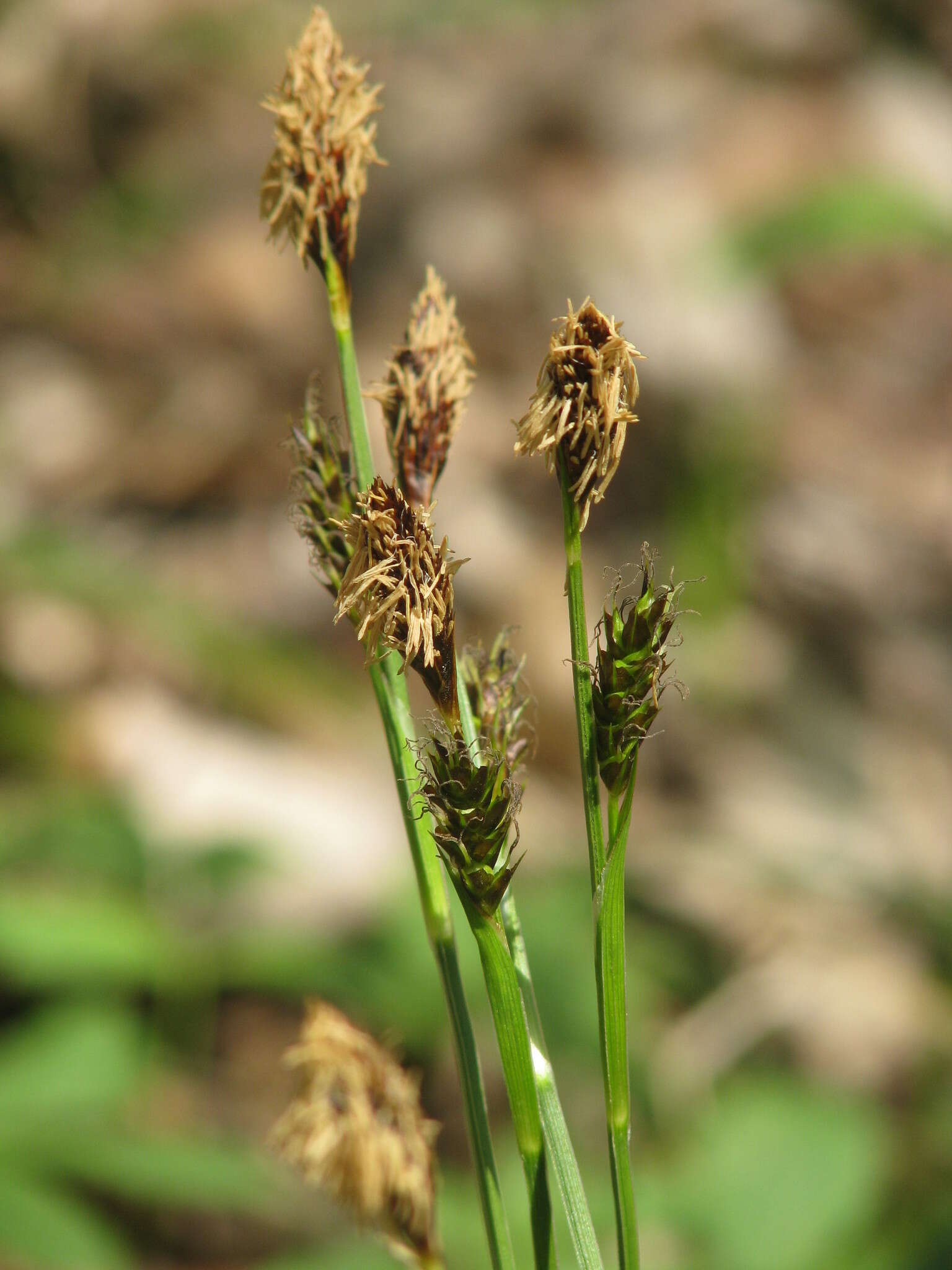 Carex brevicollis DC. resmi