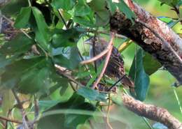 Image of Botteri's Sparrow