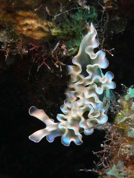 Image of lettuce sea slug