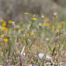 Crepis micrantha Czer. resmi