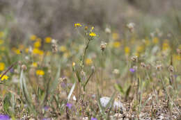 Image of Crepis micrantha Czer.