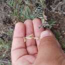 Imagem de Astragalus hypoleucus Schau.