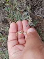 Sivun Astragalus hypoleucus Schau. kuva