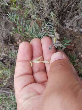 Imagem de Astragalus hypoleucus Schau.