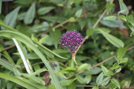 Image of Allium wallichii Kunth