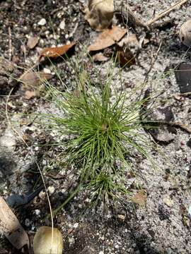 Image of watergrass