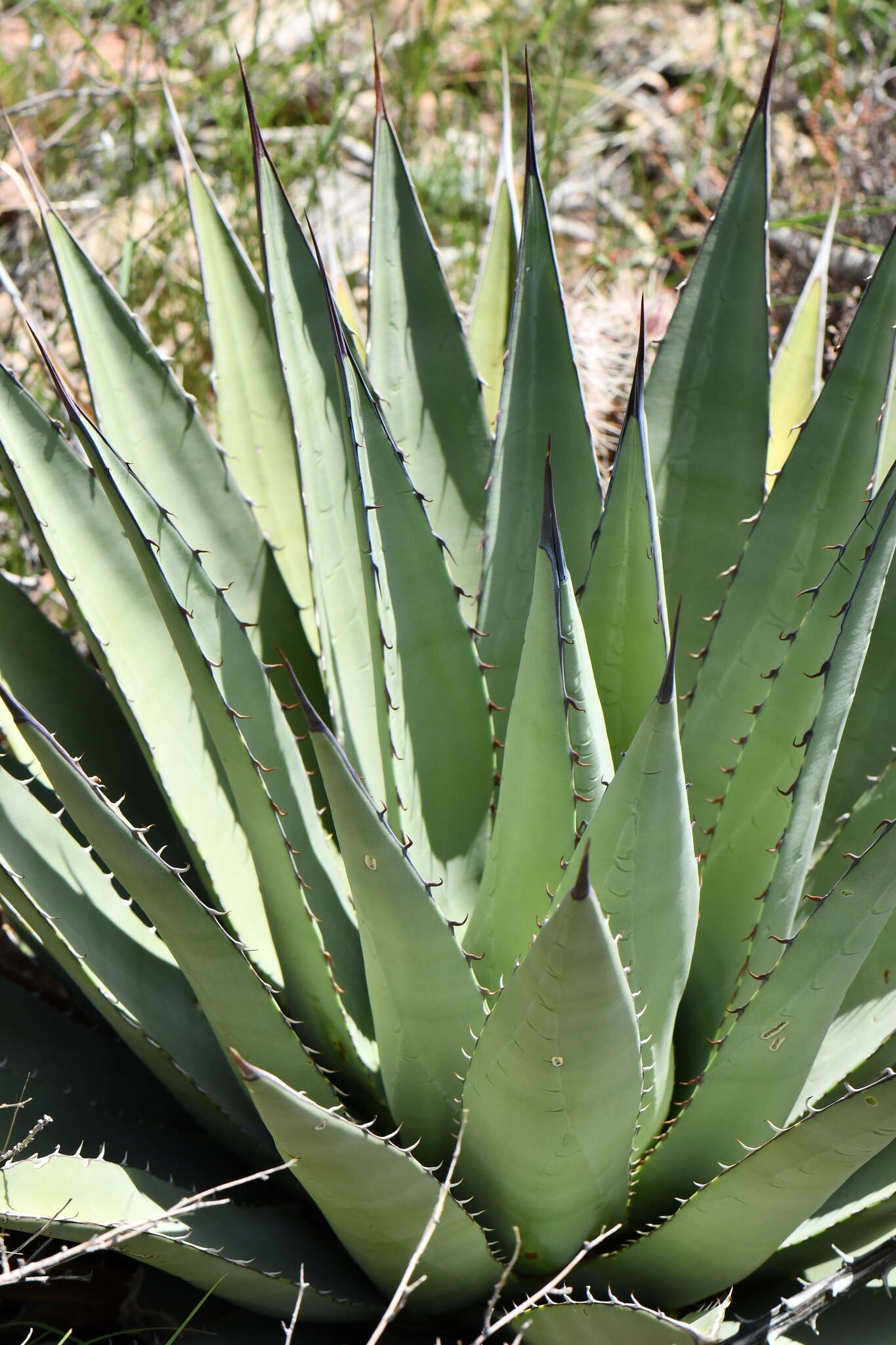 Image de Agave gracilipes Trel.