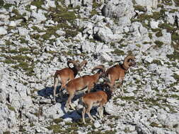 Image of European mouflon