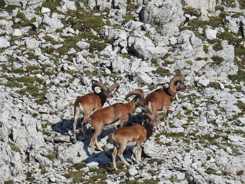 Image of European mouflon