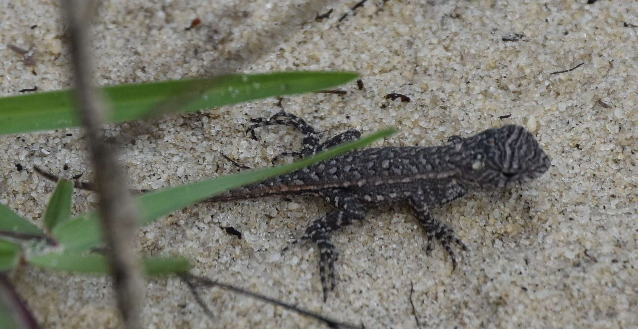 صورة Sceloporus woodi Stejneger 1918