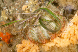 Image of Alexanders sea urchin