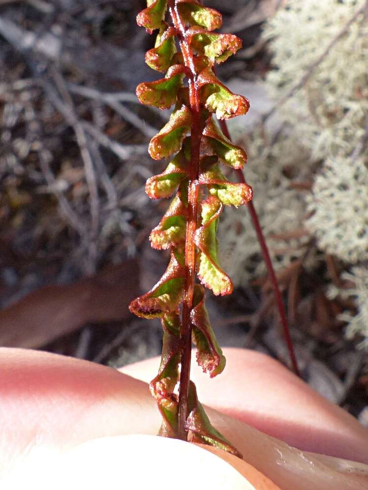 Image of Lindsaea linearis Sw.