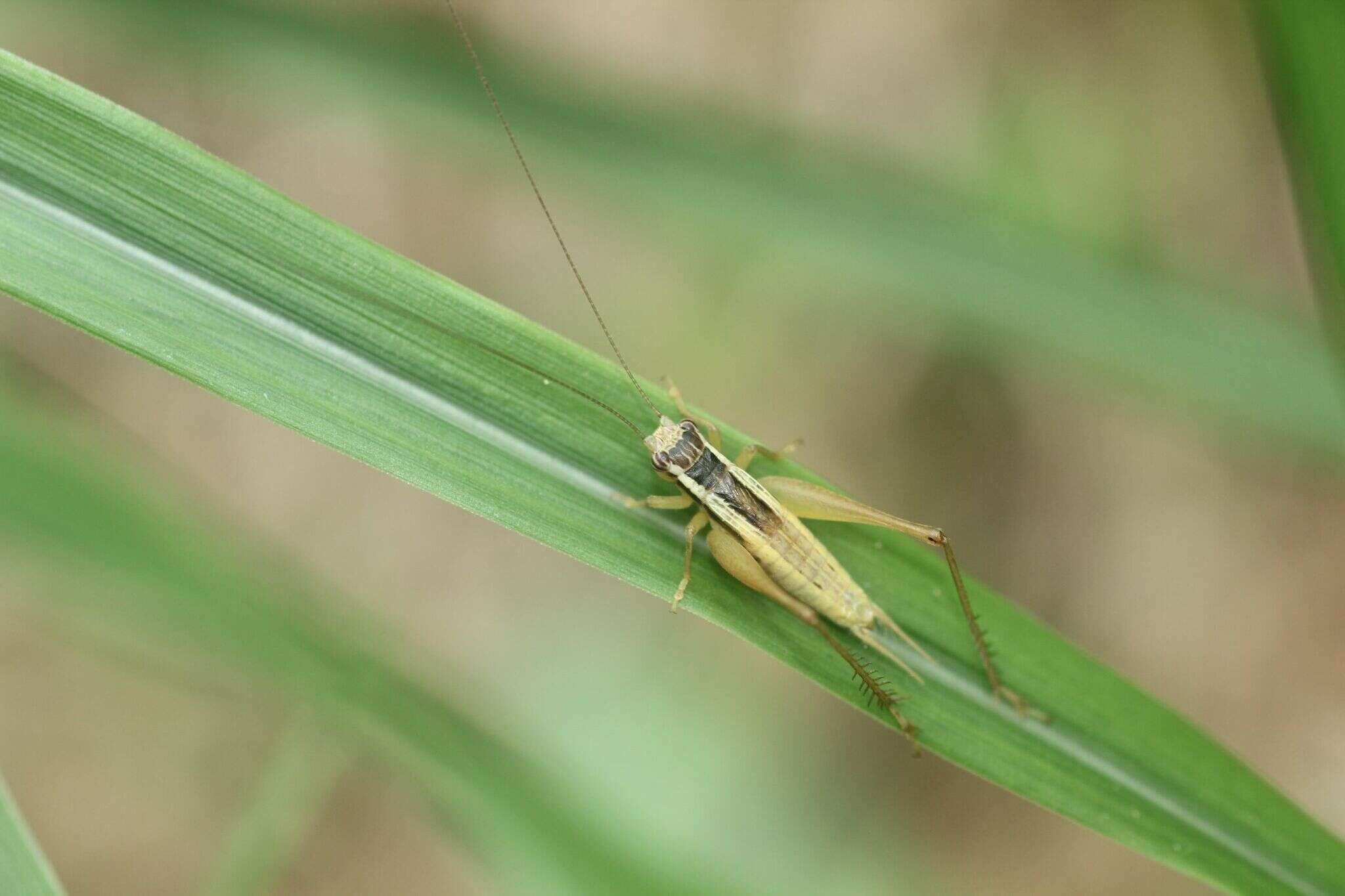 Image of Euscyrtus (Osus) japonicus Shiraki 1930