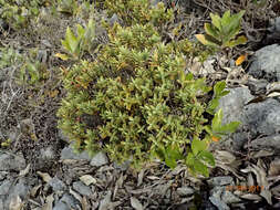 Image of Veronica albicans Petrie