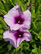 Image of Ipomoea crassipes Hook.