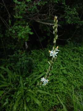 Image of Chlorophytum bowkeri Baker