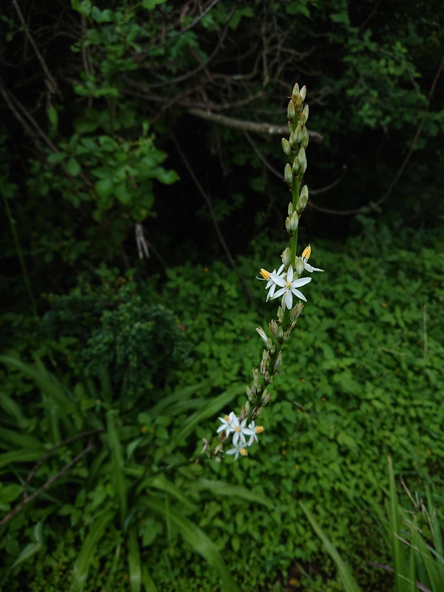 Image of Chlorophytum bowkeri Baker