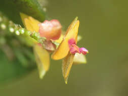 Imagem de Lepanthes eros Luer & R. Escobar