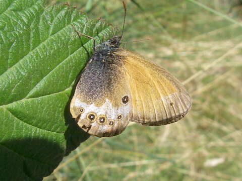 Image of pearly heath