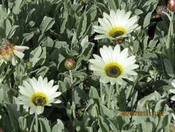 Image of African daisy