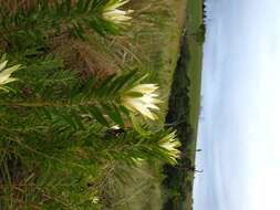 Image of Leucadendron spissifolium subsp. natalense (Thode & Gilg) I. Williams