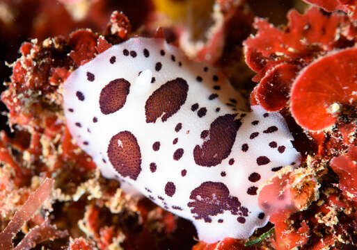 Image of Swiss cow nudibranch