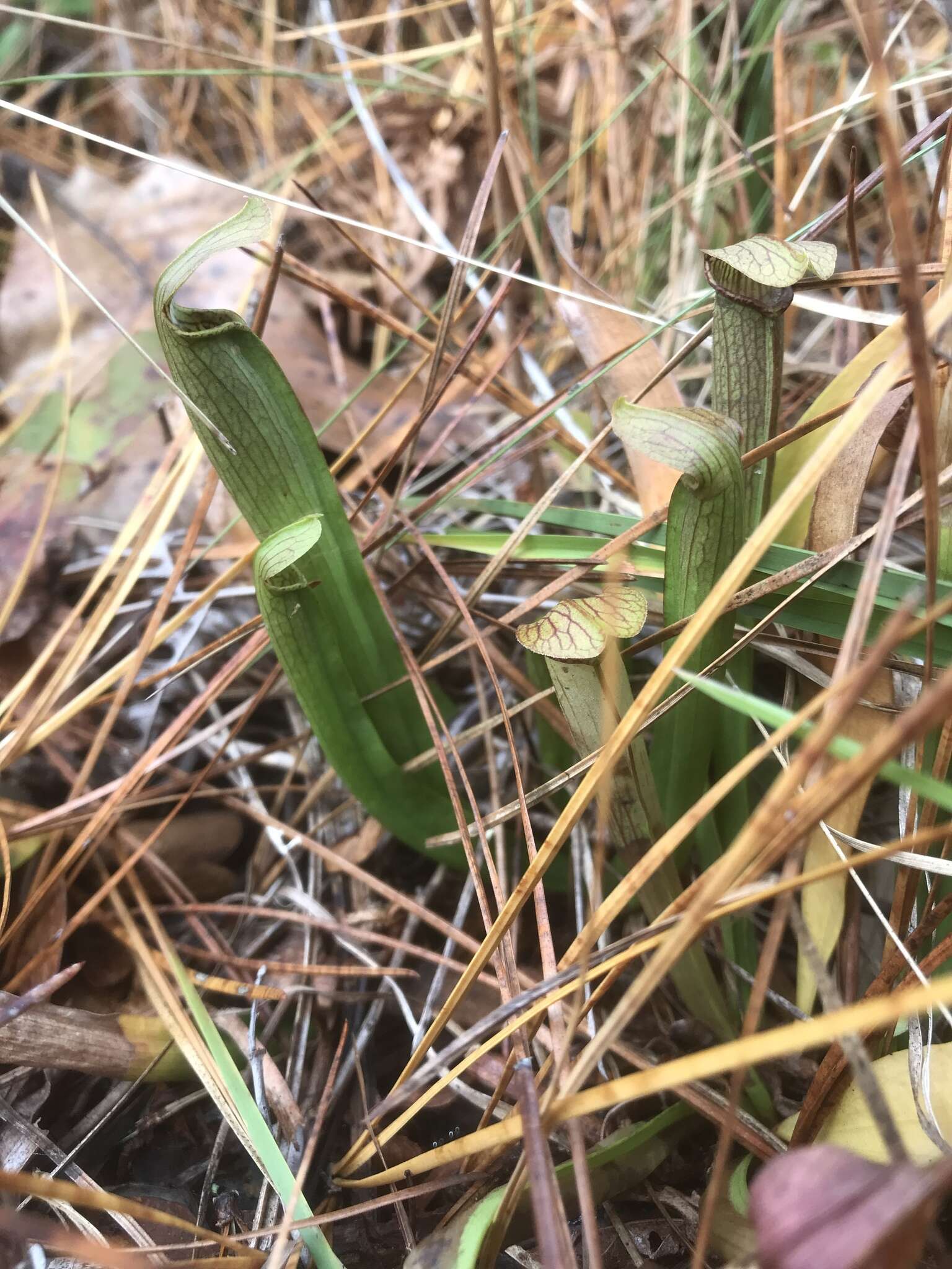 Image of Sweet pitcher plant