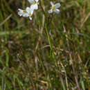 Sivun Cardamine penduliflora O. E. Schulz kuva
