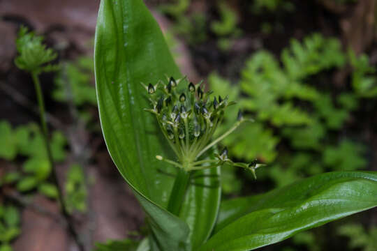 Image of Malaxis brachyrrhynchos (Rchb. fil.) Ames